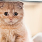 How does a Scottish folded-eared cat mate?
