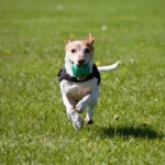 Coronavirus is worrying, how to protect pet dogs?
