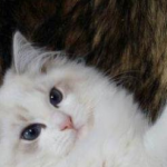 How to do a good job of cat hair care?