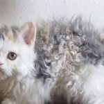 How to treat a biting cat Corrective training for a biting cat?