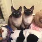 Why is the Siamese cat called the “dog of the cat”?
