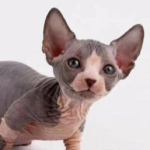 CFA judging criteria for Sphinx cats