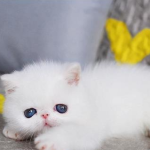 Top 10 pros and cons of Persian cats