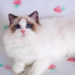 What are the advantages and disadvantages of Muppet Cats?