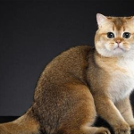 The 5 kinds of cats that are most “loyal” to their owners, keep one and warm it for a lifetime