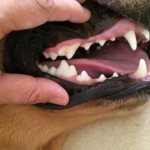 What should I do if I find that my dog’s teeth are loose?