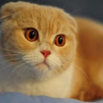 What should I do if my cat has high blood pressure?