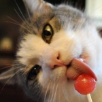 What should I do if I have permethrin poisoning in cats?