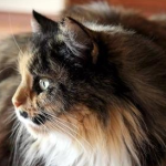 The 5 quietest cat breeds, raise them no longer afraid of noise