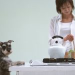 Cooking in the kitchen with dogs