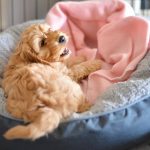 Cockapoo or Spoodle puppy crate training
