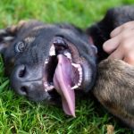 显示舌头和牙齿的德国牧羊犬小狗