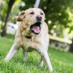 拉布拉多犬在城市公园吠叫。 美好的晴天，夏天/春天