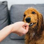 A red cocker spaniel is sitting on a gray couch indoors. He took a bite of the snack from his unrecognizable owner.