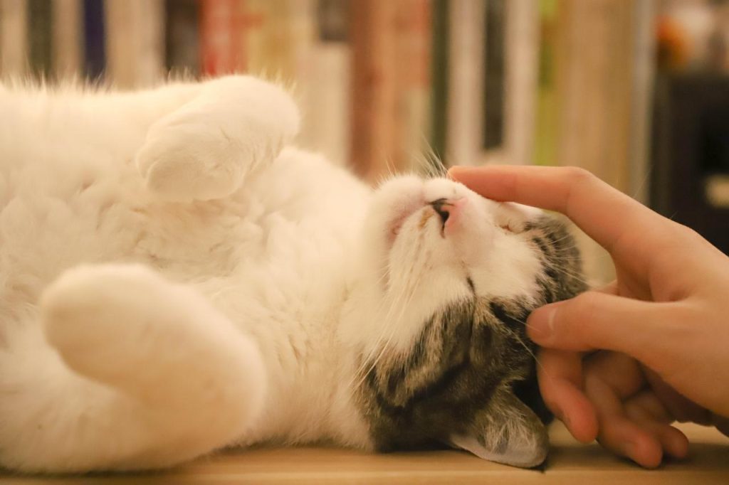 Free Man Holding Kittens Material Images