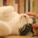 Free Man Holding Kittens Material Images