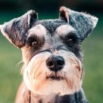 免费 黑色和白色长涂层的小型犬 素材图片