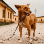 免费 伸出舌头, 動物, 哺乳動物 的 免费素材图片 素材图片