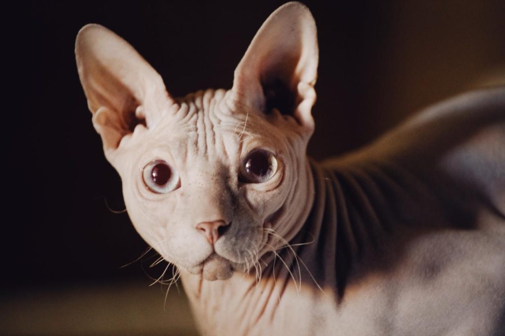 Free Animal Photography, Livestock, Pet Free Stock Images Stock Images