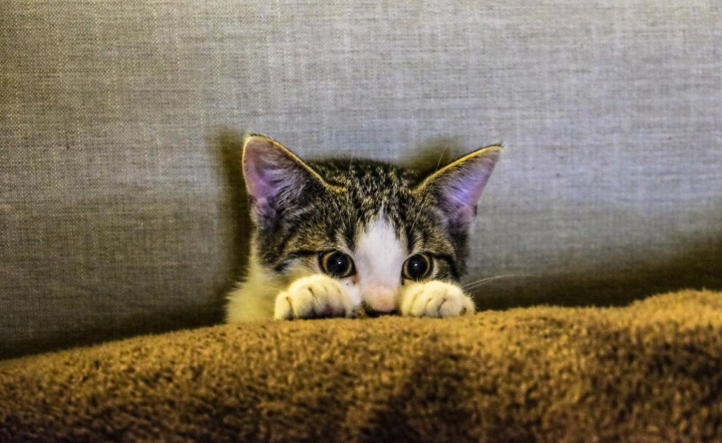 Free Black and white kittens on brown textiles material images