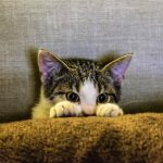 Free Black and white kittens on brown textiles material images
