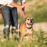 听话的大陆斗牛犬和他的驯兽师。 在草地上进行联合训练。 信号和手势