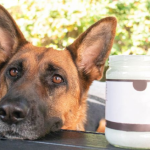 5 Uses of Coconut Oil for Dogs