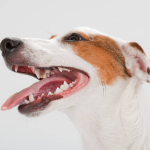 What to Do if Your Dog Has Loose Teeth