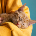 How to Get a Cat if You Are Allergic to Cats