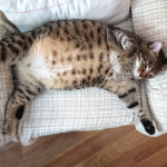 8 Ways to Help Your Cat Lose Weight