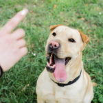 How to Train Your Dog to Talk or Be Quiet